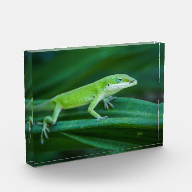 Green Anole Lizard Photo Block (Left)