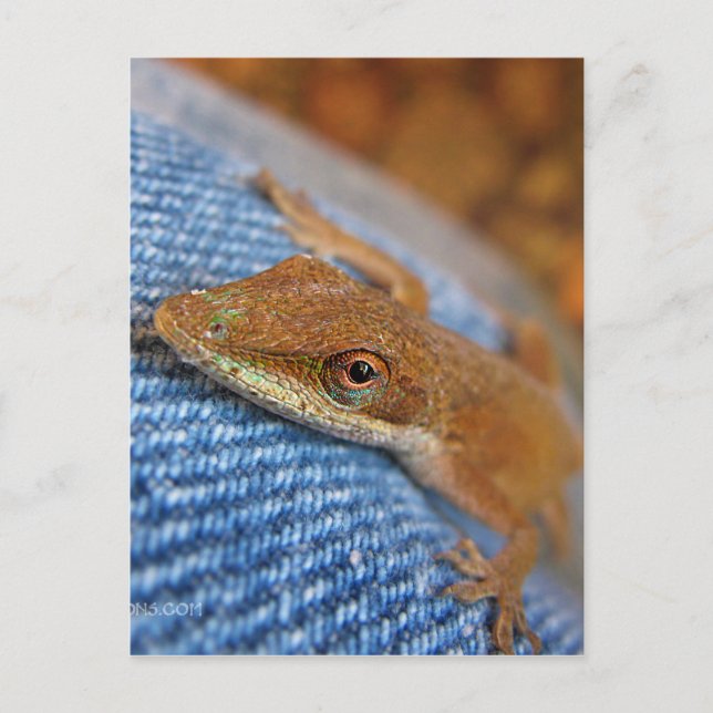Green Anole Lizard Postcard (Front)