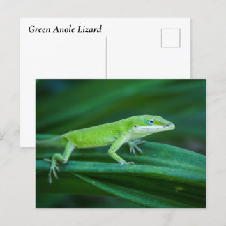 Green Anole Lizard Postcard