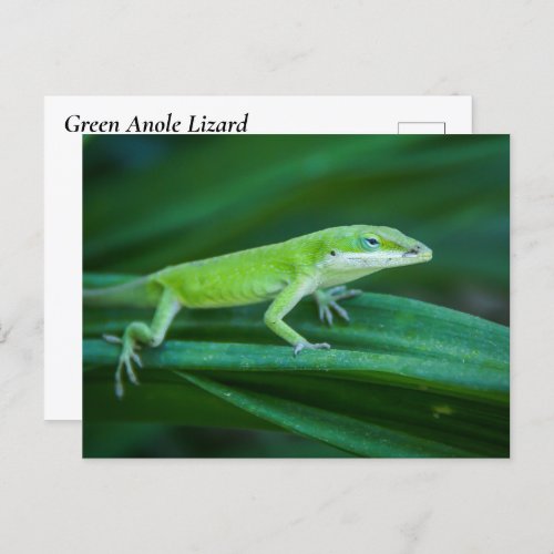 Green Anole Lizard Postcard