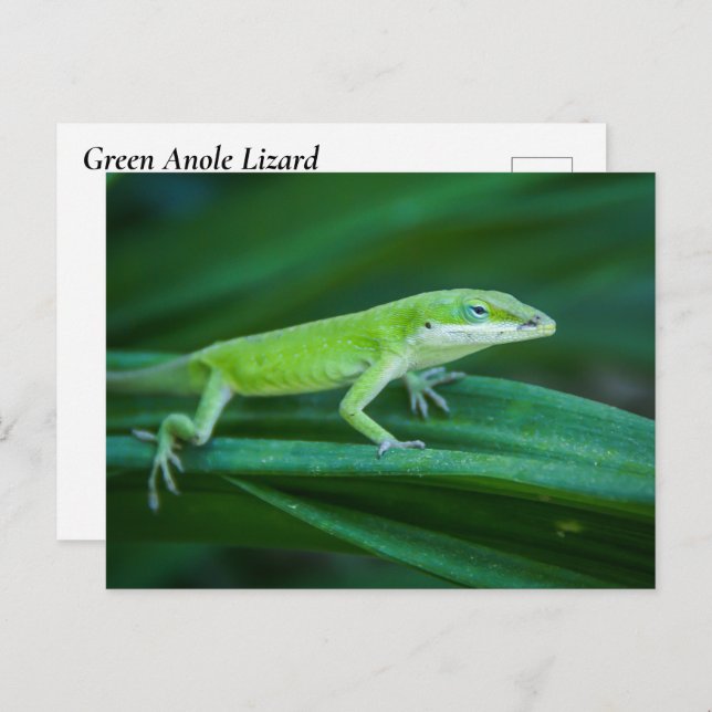 Green Anole Lizard Postcard (Front/Back)