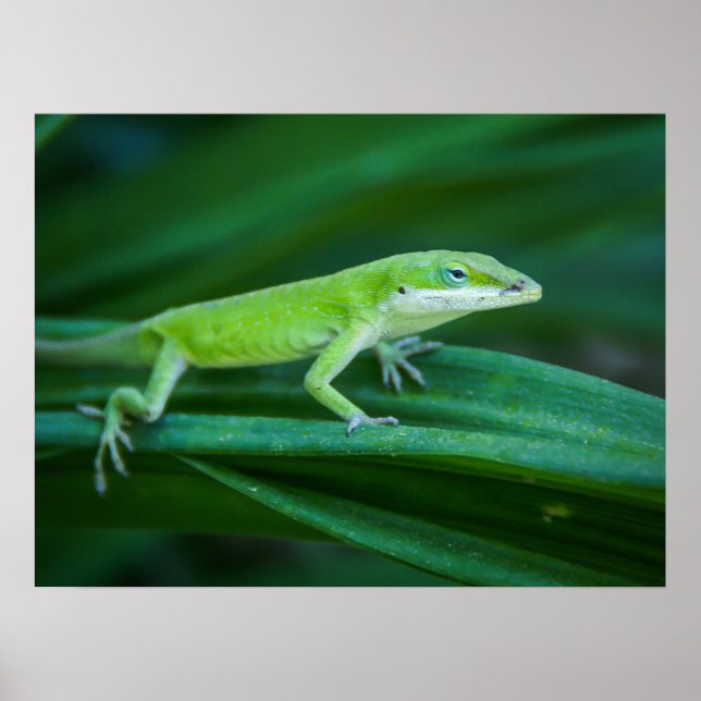 Green Anole Lizard Poster (Front)