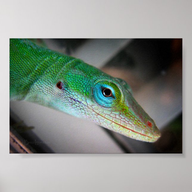 Green Anole Lizard Poster (Front)