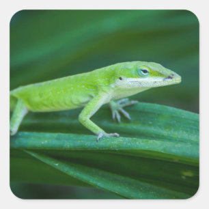 Green Anole Lizard Square Sticker