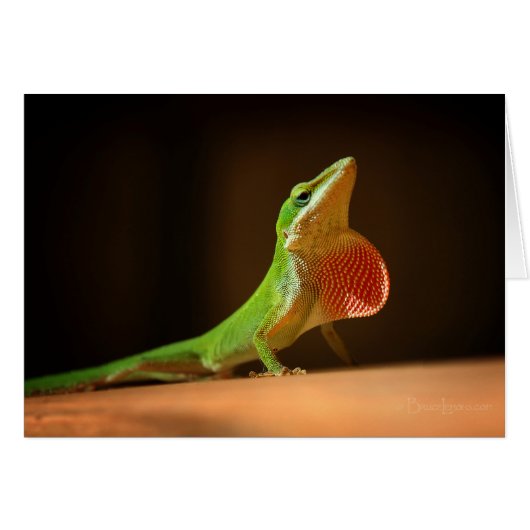 Green Anole Lizard with Red Thraot Cards (Front Horizontal)