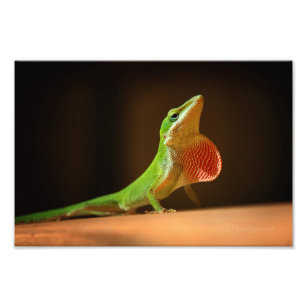 Green Anole Lizard with Red Thraot Photo Print