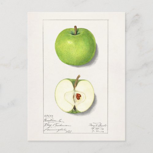 Green Apples Malus Domestica Fruit Painting Postcard