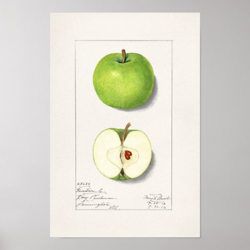 Green Apples Malus Domestica Fruit Painting Poster