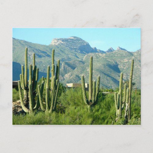 Green Arizona Postcard