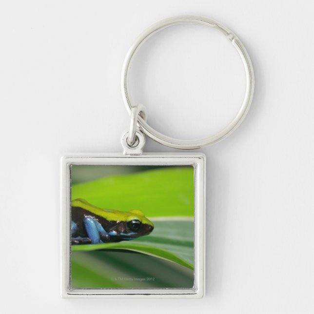 Green-backed mantella keychain (Front)