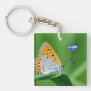 Green background & yellow,white butterfly & spider keychain