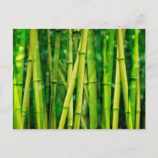 Green Bamboo Postcard