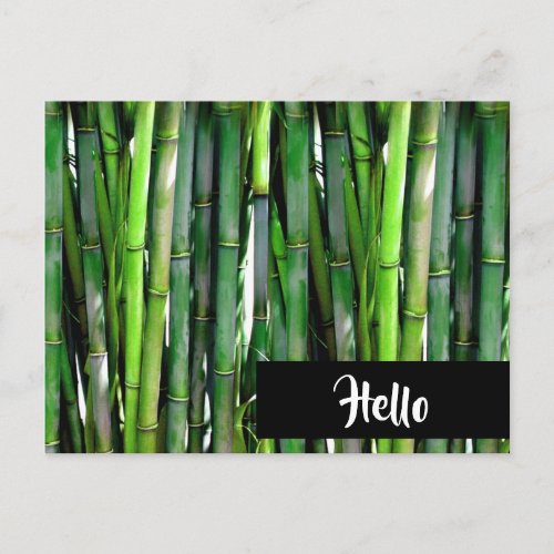Green Bamboo Stalks Nature Photography _ Hello Postcard