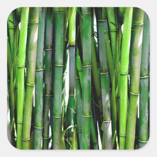 Green Bamboo Stalks Nature Photography Square Sticker