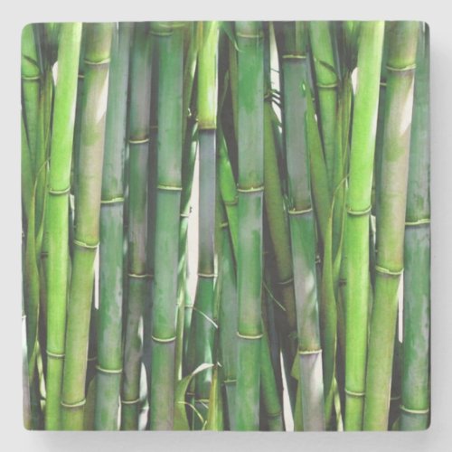 Green Bamboo Stalks Nature Photography Stone Coaster