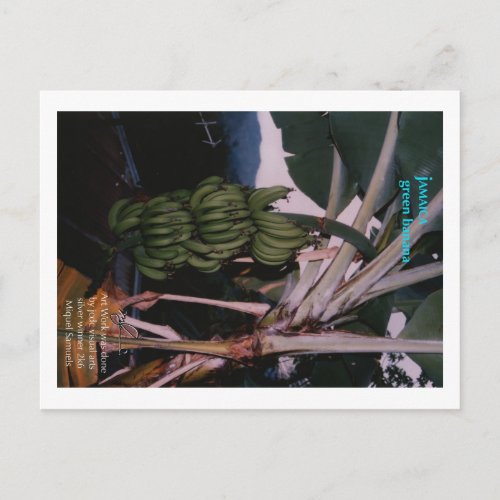 Green Banana Jamaica Postcard