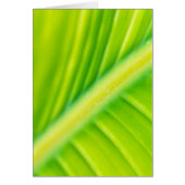 green banana leaf (Front)