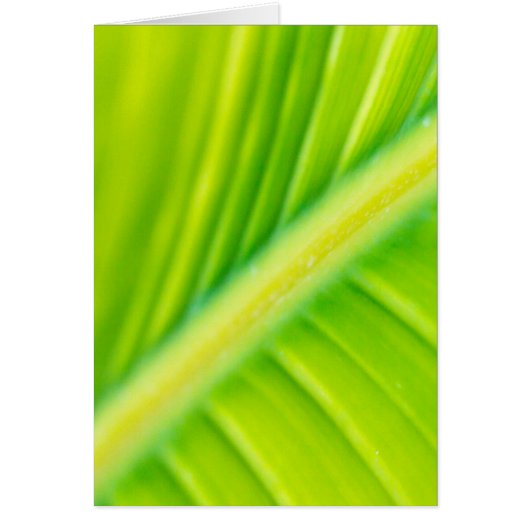 green banana leaf (Front)