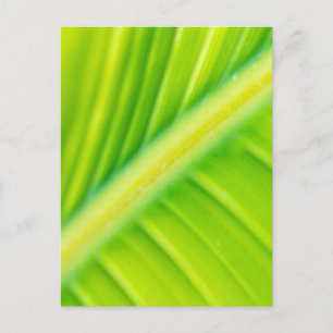 green banana leaf postcard