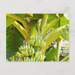 Green Banana Tree Postcard