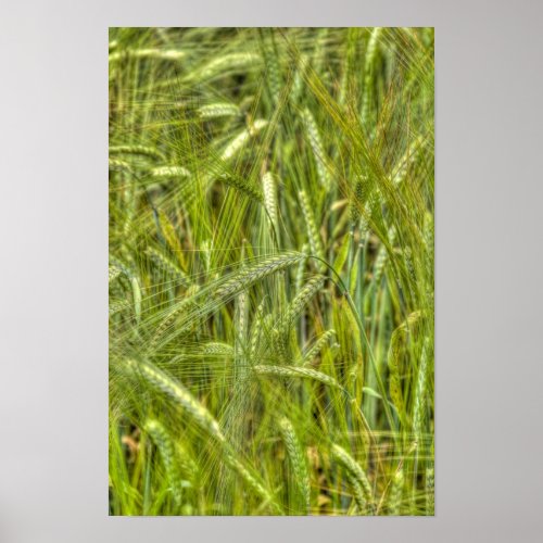 Green Barley Field HDR Photo Poster
