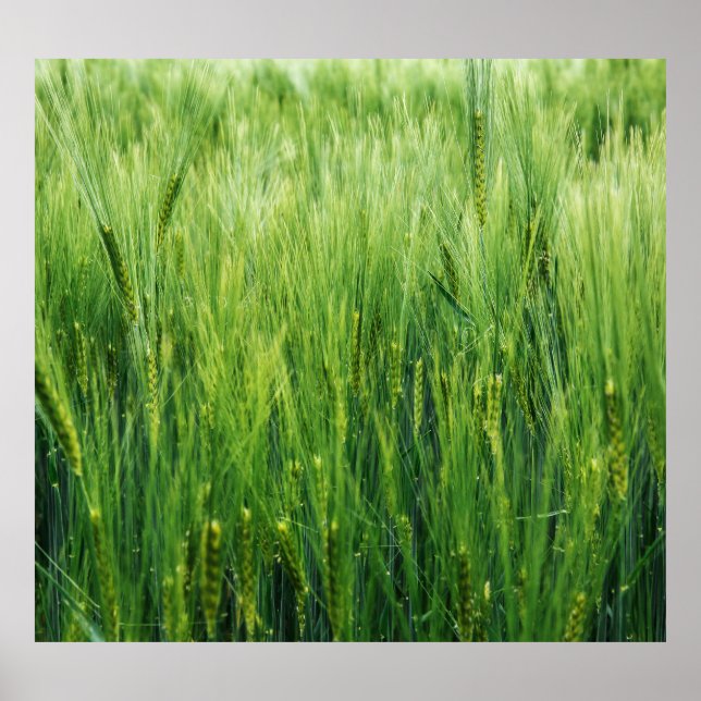 Green barley field, spring closeup. poster (Front)