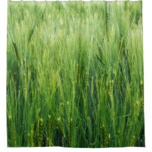 Green barley field, spring closeup. shower curtain