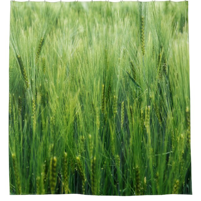 Green barley field, spring closeup. shower curtain (Front)