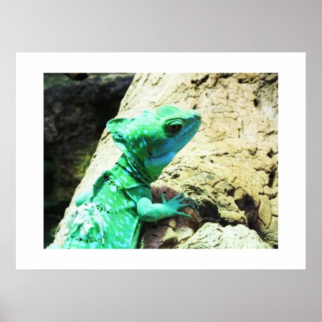Green basilisk lizard poster (Front)