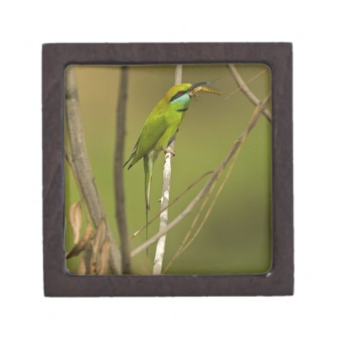 Green Bee_eater eating insect Gift Box