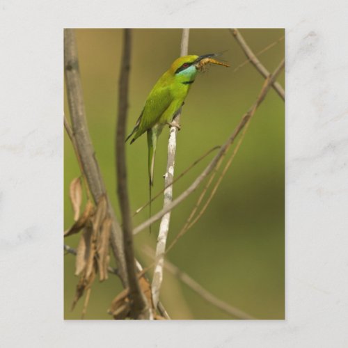 Green Bee_eater eating insect Postcard