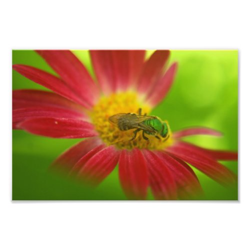 Green Bee on Painted Daisy Photo Print