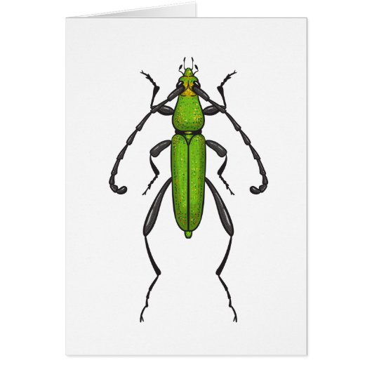 Green beetle cards (Front)