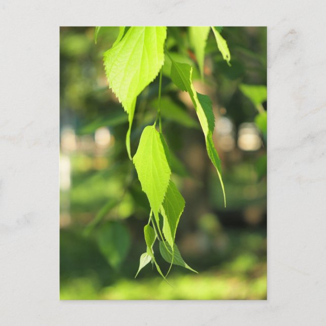Green birch branch with leaves postcard (Front)