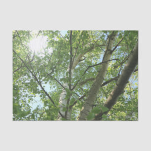 green birch on tree against blue sky tissue paper