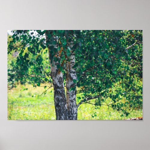 Green Birch Tree Leaves Nature  Poster