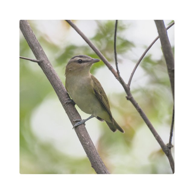 Green Bird, Red-Eyed Vireo, Avian Photography Metal Print (Front)