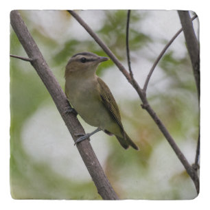 Green Bird, Red-Eyed Vireo, Canadian Avian Trivet