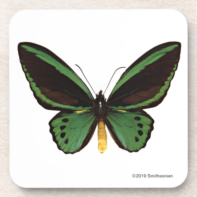 Green Birdwing Butterfly Beverage Coaster (Front)