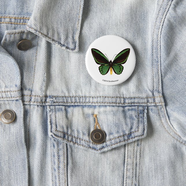 Green Birdwing Butterfly Button (In Situ)