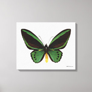 Green Birdwing Butterfly Canvas Print
