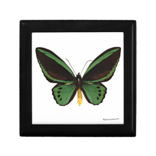 Green Birdwing Butterfly Gift Box