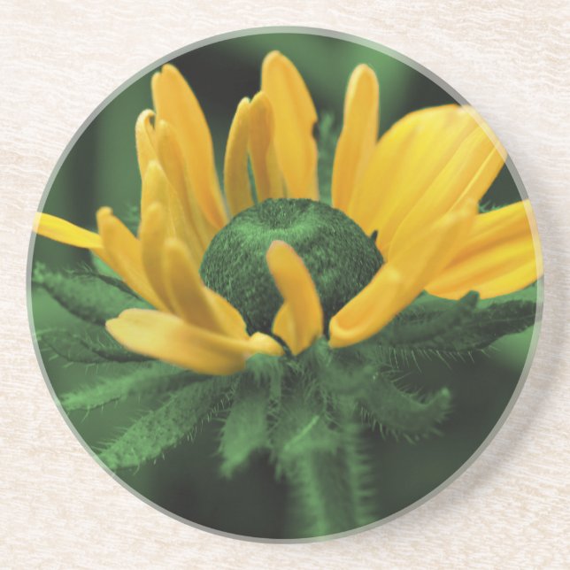 Green Black Eyed Susan Floral Coaster (Front)