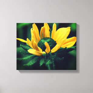 Green Black Eyed Susan Flower Canvas Print