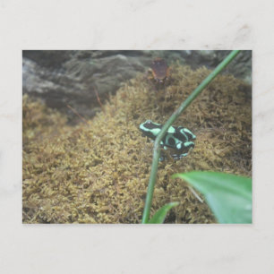 Green & Black Poison Dart Frog # 3 Postcard