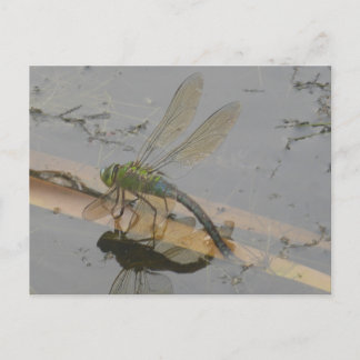 Green-Blue Dragonfly DIY Postcard