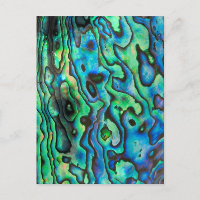 Green blue paua abalone shell postcard (Front)
