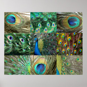 Green Blue Peacock photo collage Poster
