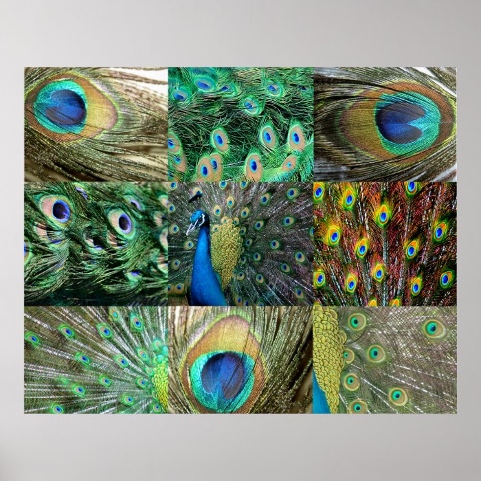 Green Blue Peacock photo collage Posters