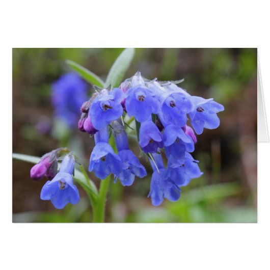 Green Bluebells Cards (Front Horizontal)